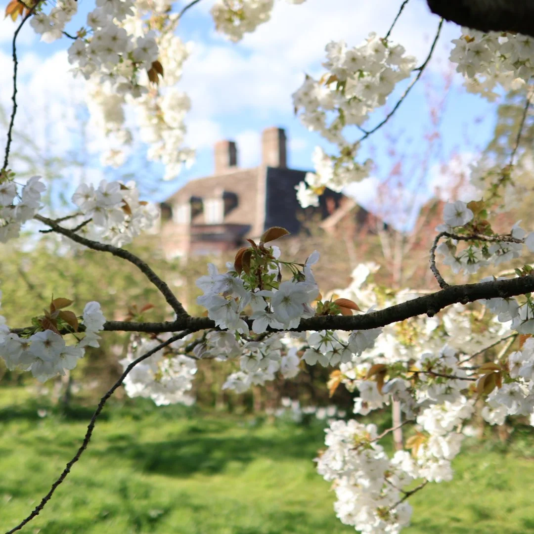 Nothing better than nice fat blossom on a blue sky, sunny Spring day.

Mum told me this gorgeous bosom tree is: Prunus 'Shirotae'.

What's your favourite Spring tree? (This one is a cherry!)

-Emma Tatham

#cherrytreeblossom #naturephotography #bloss