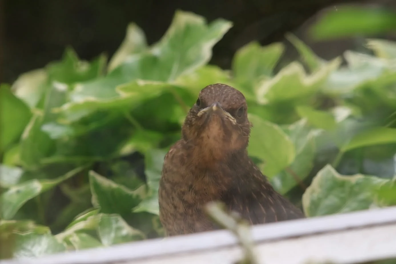 A baby blackbird surprised me while I was doing the dishes! 

I love its cheeky little expression in the last image.

Which is your favourite?

-Emma Tatham 

#wildlifephotography #Birdphotography #BabyBlackbird