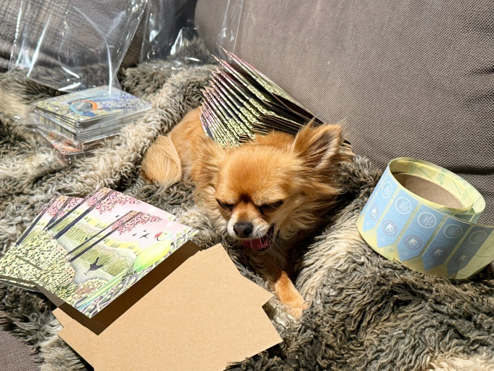Milo's a little tired from helping us restock our greetings cards for @wwtslimbridge.
I think he's ready for bed! 

-Emma Tatham 

#chihuahua #greetingscard #wwtslimbridge #birdartist #watercolorart