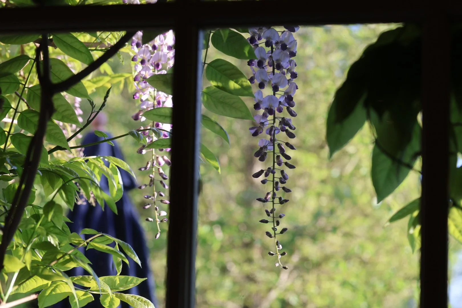 Windows + Wisteria = A match made in heaven. 
Name something more "Spring" than that! 🙈

-Emma Tatham 

#wisteriaflowers #springgarden #gardenphotography #SpringFlowers