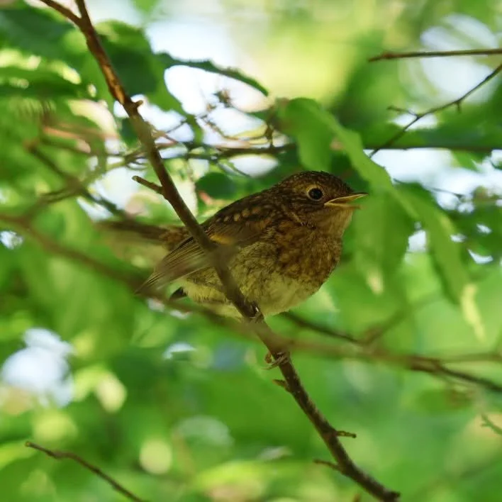 💚Spotted a baby black bird! 

💚We have a lovely blackbird family that nests on the ivy on our house. We call them speckles because the whole family has small white markings on them! 

💚Although this lovely chap does not seem to be part of the spec