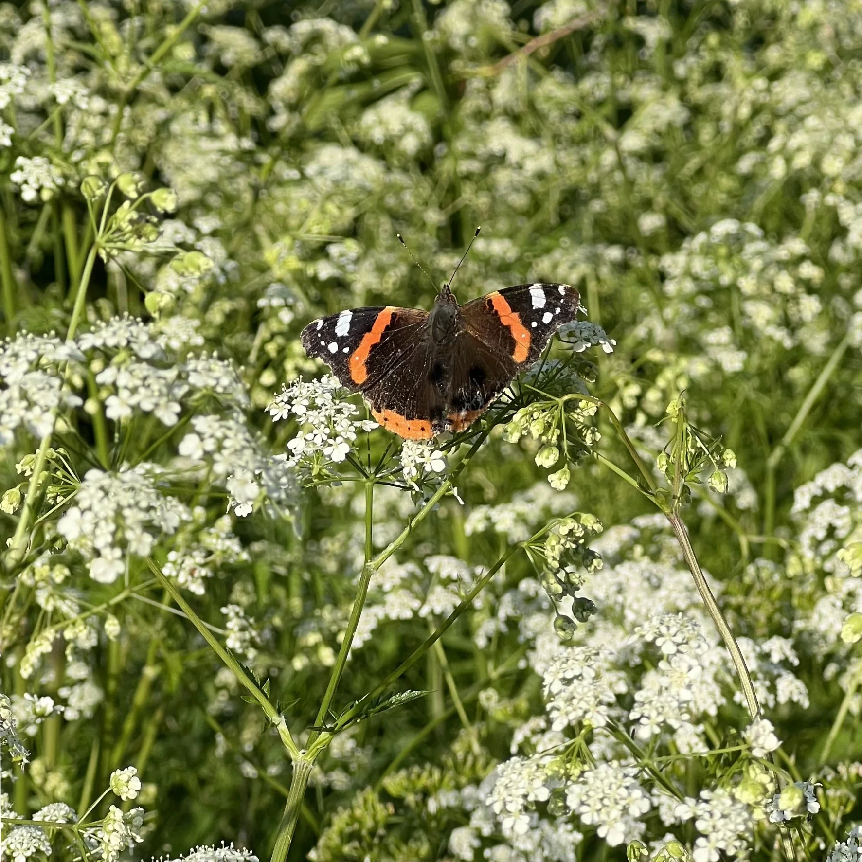 garden pics for about page 13.jpg