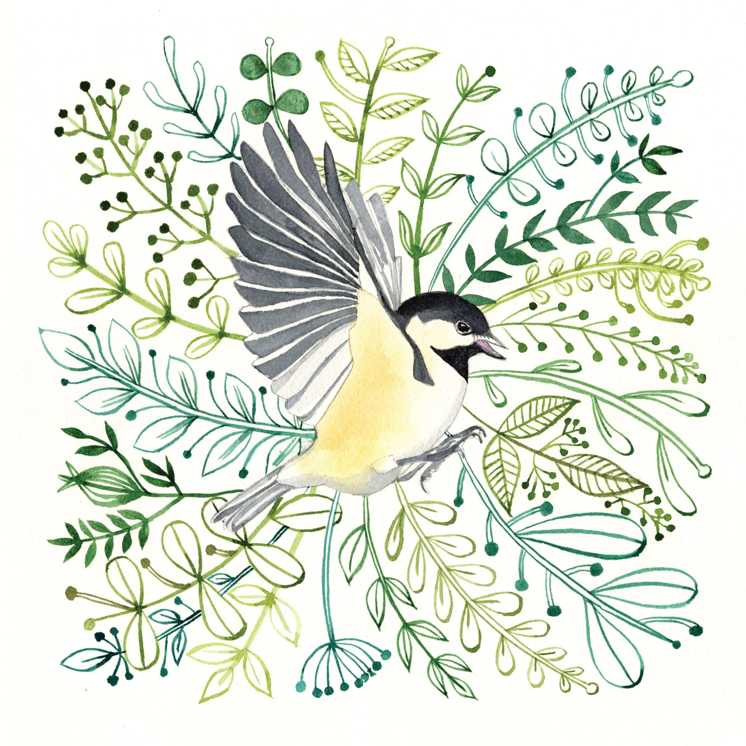 coaltit 2.jpg