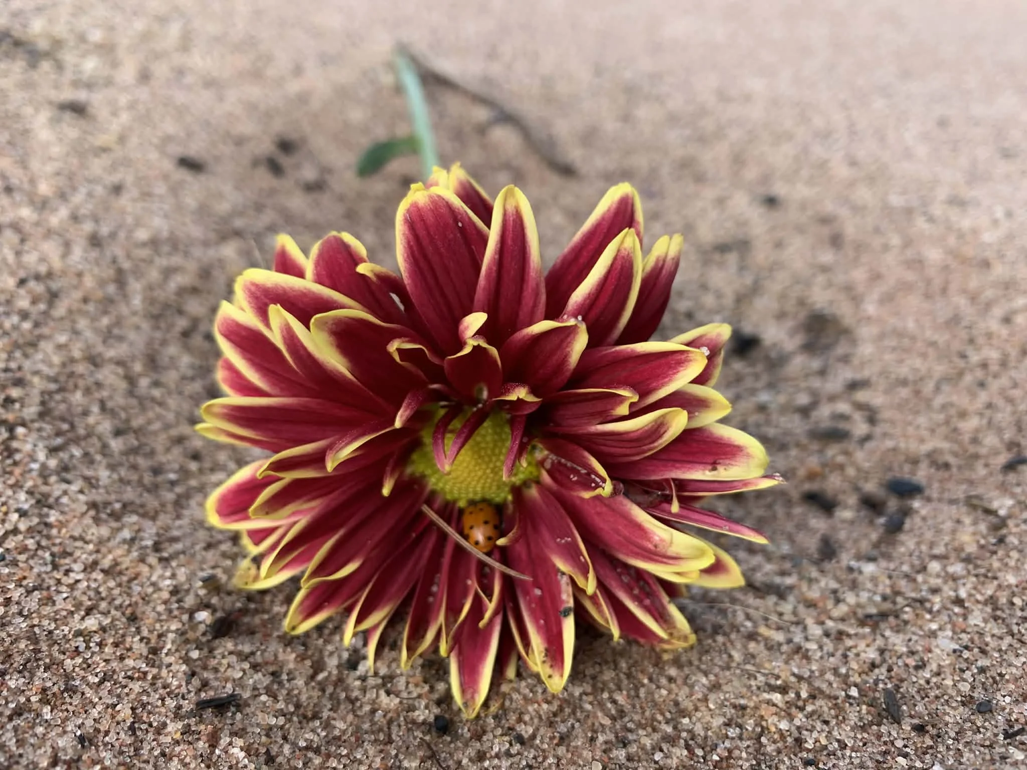 Love is Stronger Than Death