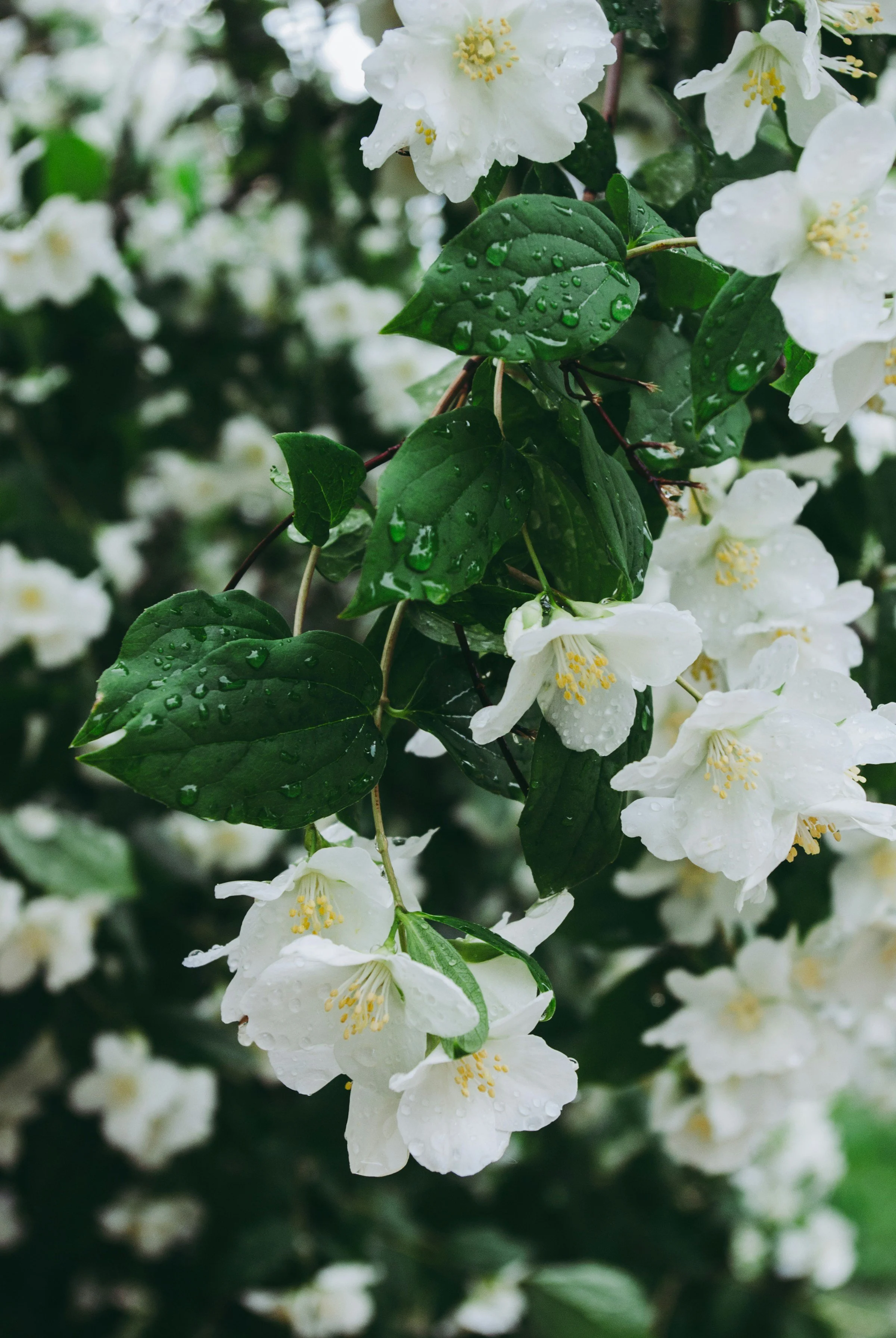 The Fragrance That Survived Ordinariness