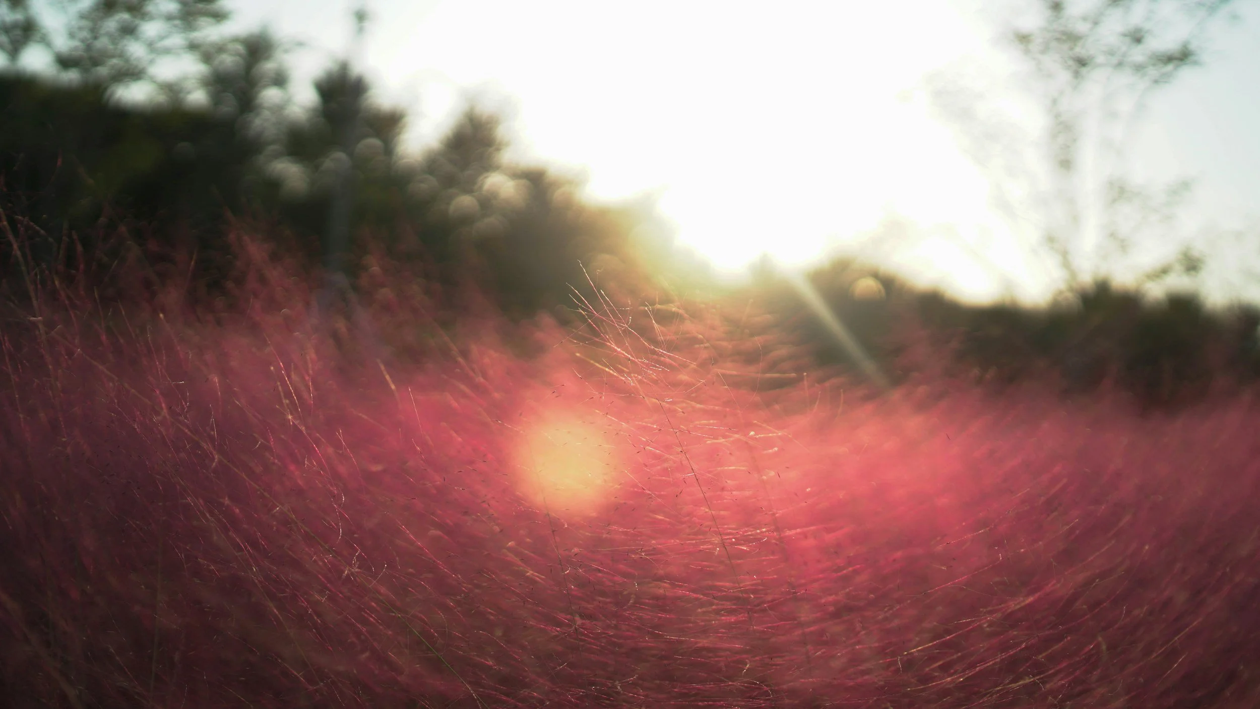 La Vie en rose: A Day of Listening