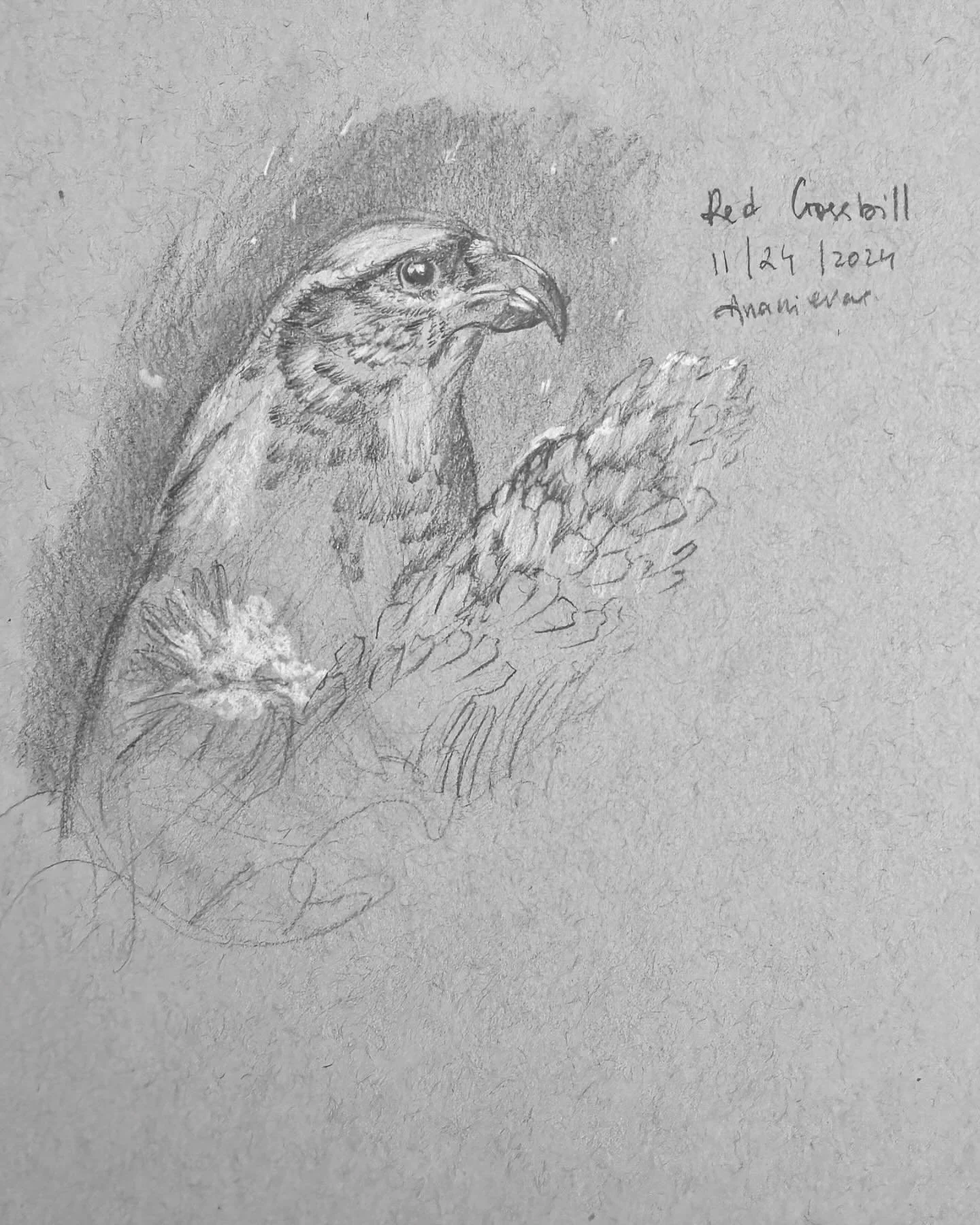 Some songbird studies from this week π¦‍β¬
It’s interesting to see the anatomical differences between songbirds, waterfowl and raptors. I have yet to study raptors and waterfowl in depth, but I’ve always had a soft spot for songbirds