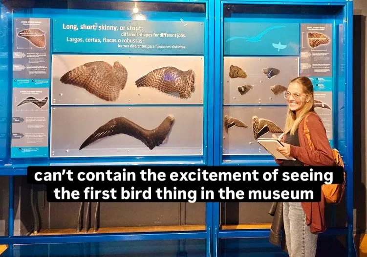 Here are some sketches I did during my Field Museum visit with @andychristoart and a few afterwards (the last 2).

I spent a lot of time on the Northern Flicker wing you see in the first sketch. Afterwards I mainly focused on perspective, angles and 