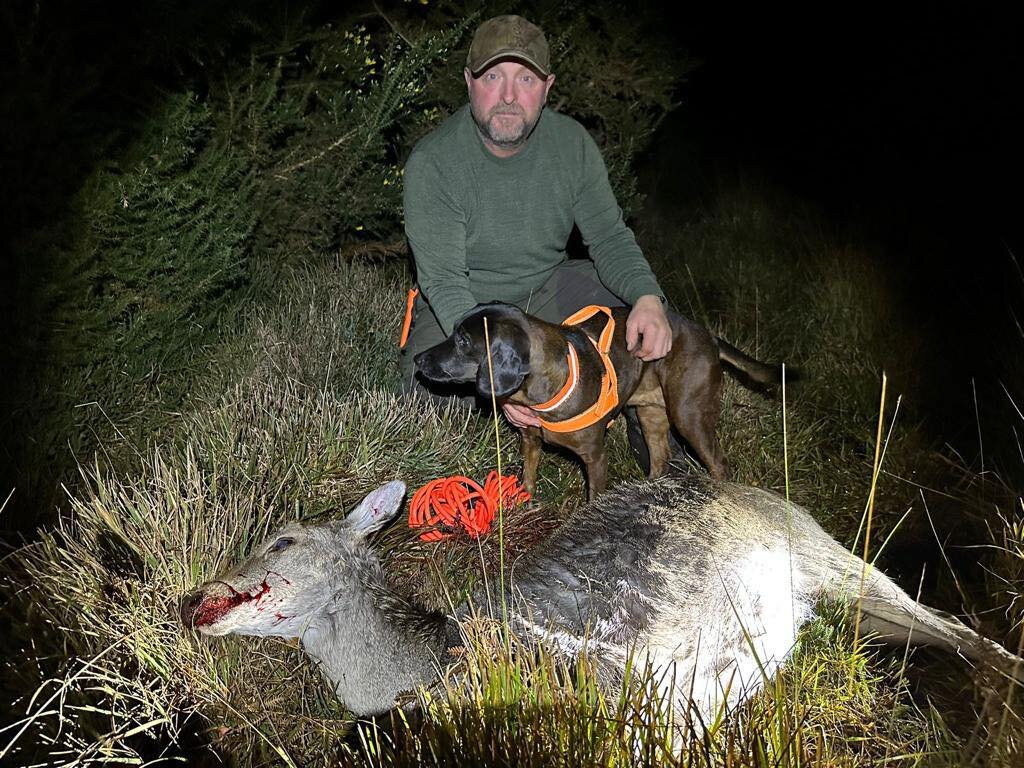 Another good recovery for Martin &amp; Poppy..
Deer had run after a good chest shot..
Stalker had marked where deer had stood..
After a short search in the Gorse the stalker pulled out and called for assistance..🦌🐕
Martin &amp; Poppy found the dead