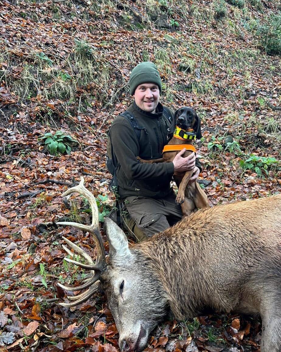 A good recovery for one of our newest tracking teams today..
After a short track of around 300m/400m 
The red stag was found dead..
Many thanks  to the stalker for putting your trust in UKDTR 👏👏
Well Done @Ashley Edge and Aoife on the recovery 🦌🐕