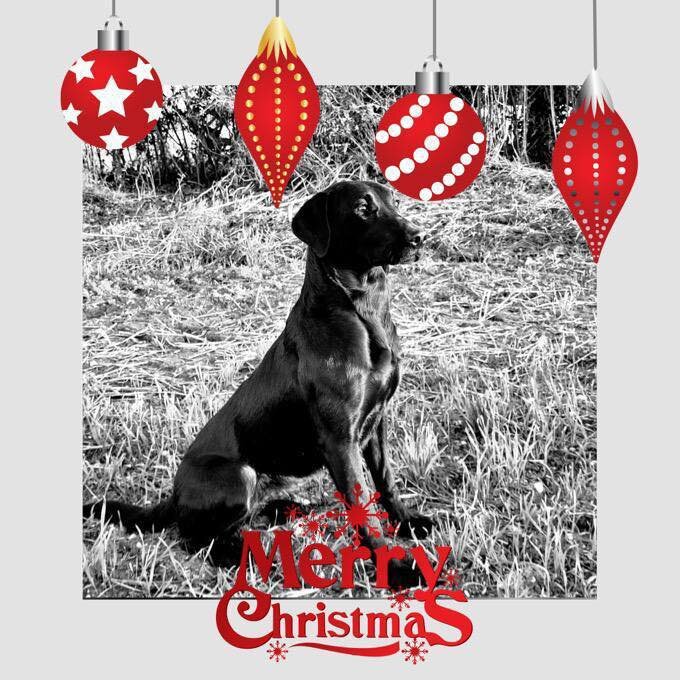 As we say goodbye to another year and look forward to what 2024 will bring.. 
UKDTR would like to thank you all for your continued support..🦌🐕🦌🐕
So Wishing you all a very Merry Xmas  from all our volunteer tracking teams..
Merry Xmas one and all 