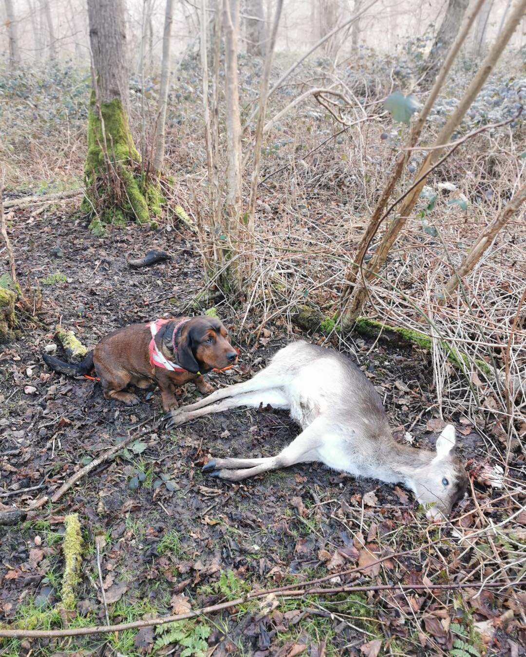 Good result for one of the tracking teams this morning .
Deer was shot late yesterday afternoon and ran..
The stalker found a single drop of blood and decided to pull out incase and called for assistance..🦌🐕
Sarbjit Marwaha &amp; Thor arrived this 