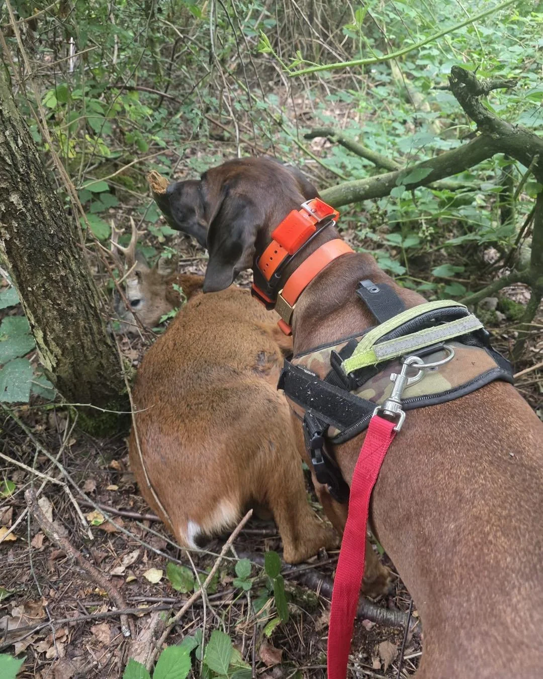 A good recovery for one of the teams today..
Deer was shot last night and the stalker realised he needed assistance..🦌🐕
Chad Russell &amp; Nya after 80-100m track through the undergrowth located the dead Roe buck..
One happy Tracking team..💪💪
One