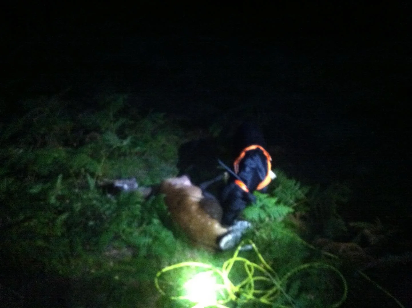 Good luck to all those out tomorrow and over the weekend..
Roe rut full on..
Now Fallow , Red &amp; Sika male season starts for the rest of the UK .
UKDTR are on hand to help if needed, 
Just call for help or advice 🦌🐕
To find your nearest tracking