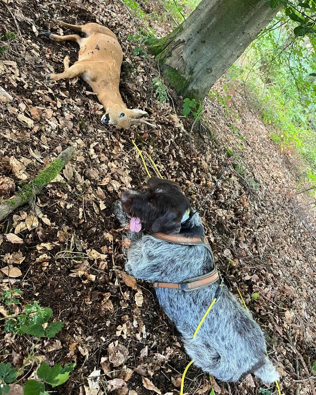 A good recovery today for one of the UKDTR tracking teams..
Stalker had placed what he thought was a good chest shot on a Roe buck.
Struggled to find signs of a strike and but found a bit of blood where the deer ran into the woods..
Unsure incase it 