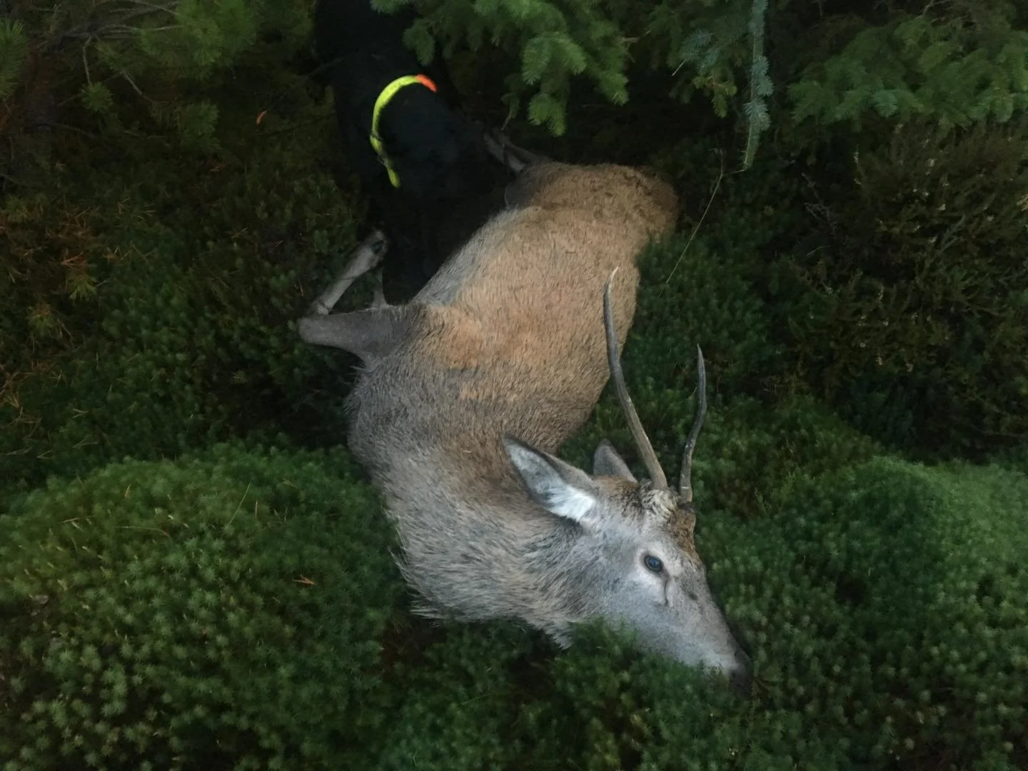 As October arrives its brings the anticipation of the rut.
Reds roaring from deep inside , 
Sika whistling away ..
The Fallow bucks starting to mark their stands ..
The next buck or stag could be the wall hanger or the cull you&rsquo;ve been chasing.