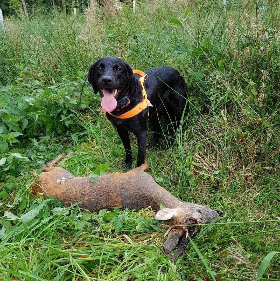 In August 2013 a very special event happened in Denmark ..
A litter of Black labradors were  born that was to be part of helping shape the future of Deer tracking &amp; tracking dogs  in the UK..🦌🐕
2 little bundles of joy .. to be later known as Br