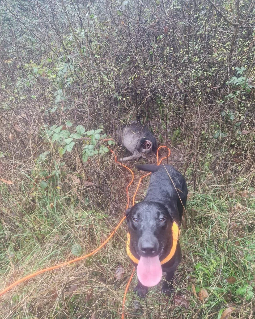 Good result for one of the tracking teams this morning..🦌🐕
Deer was shot at last light but ran in to thick forestry..
Stalker had a Quick Look but decided they needed a dog..
After a short track in this morning hampered by the horrible weather , 
t