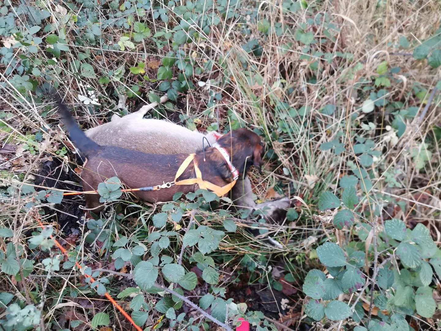 Another success for Sarb &amp; Thor yesterday on a Fallow deer .
This one a Nice easy short track through the brambles after the stalker struggled to find any sign of a strike at the shot site.. 
Many thanks to the stalker for putting your trust in U