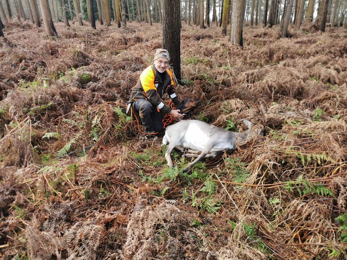 A good recovery today for Sarb &amp; Thor..
Deer was shot at last light but ran..
With heavy rain through the night washed away the blood trail..
Stalker called for assistance and after a short track of several hundred meters..
Thor located the dead 