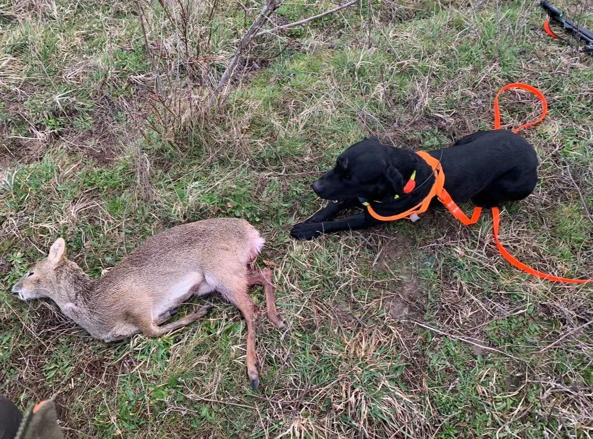 As we head into the last weekend for most with all Hind &amp;  Does  coming to an end.
Maybe that 1 last chance for a CWD.
UKDTR tracking teams are available across the country 
To find the number for your nearest tracking teams
Click on the &ldquo; 