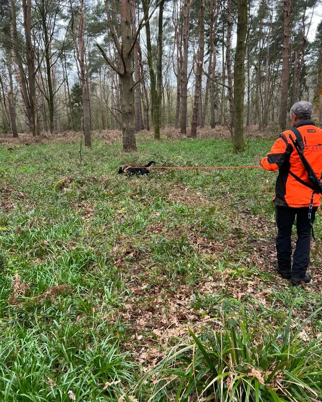 Another great result today following our 2nd day of testing..
Call came in for a muntjac buck that had been clipped and ran in dense Bracken and Bramble undergrowth .. 
With Charlie just passing his 20hr ,
It was decided to allow Charlie to tag along