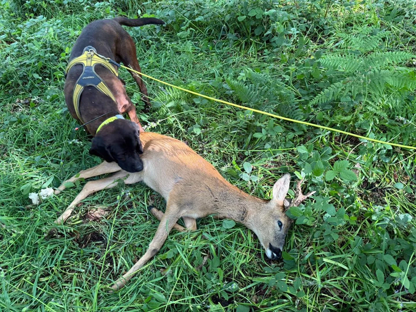 With 1st of April just hours away and many are preparing for the start of Roe buck season in England &amp; Wales
UKDTR have tracking teams across the country..
To find the number of your nearest tracking team 
Click on the &ldquo; Find a Tracker &ldq