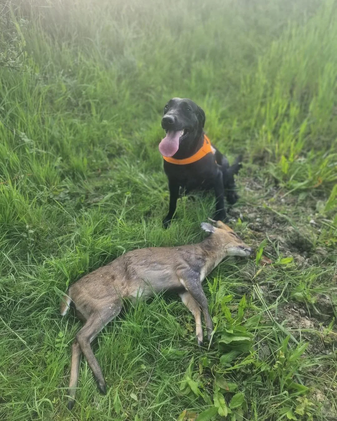 Another successful track &amp; recovery for one of the UKDTR tracking teams..👌
Stalker saw the Muntjac Buck  run off into a field of wheat after the shot and lost sight of it..
Stalker Had found signs of a strike but not looking good..
Called upon N
