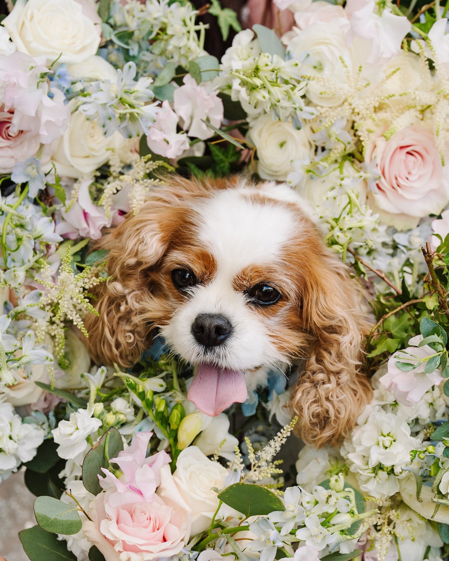 Pippa appreciation post 🐾
If elegance had paws and a floral collar, it&rsquo;d be Pippa.
Powerful presence. Soft ears. Impeccable taste in florals.
Equal parts regal and unbothered. 10/10 good girl.
Olive is currently drafting her fan letter.

Coupl
