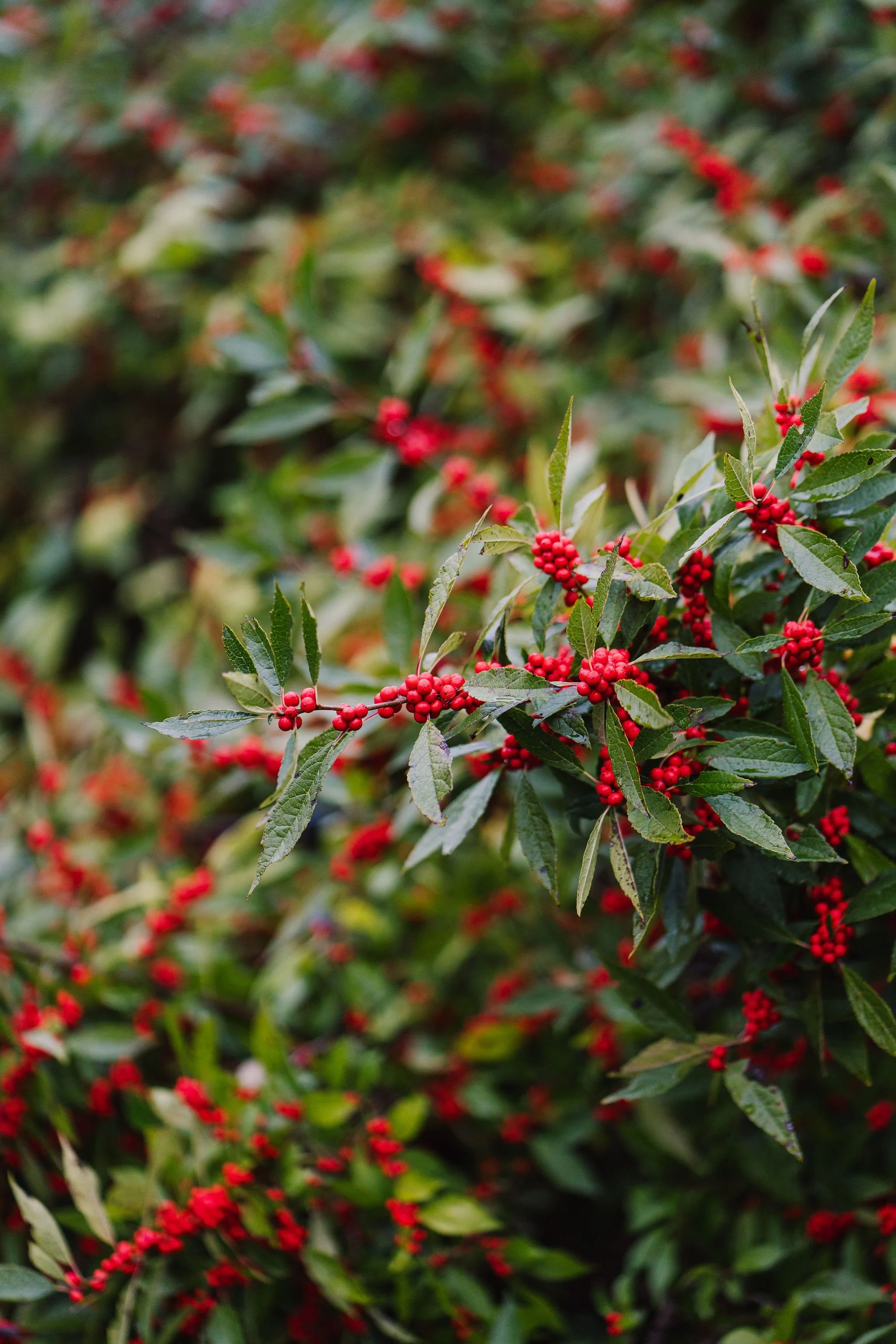 Tyler-Arboretum-Wedding-Peaberry-Photography-00262.JPG