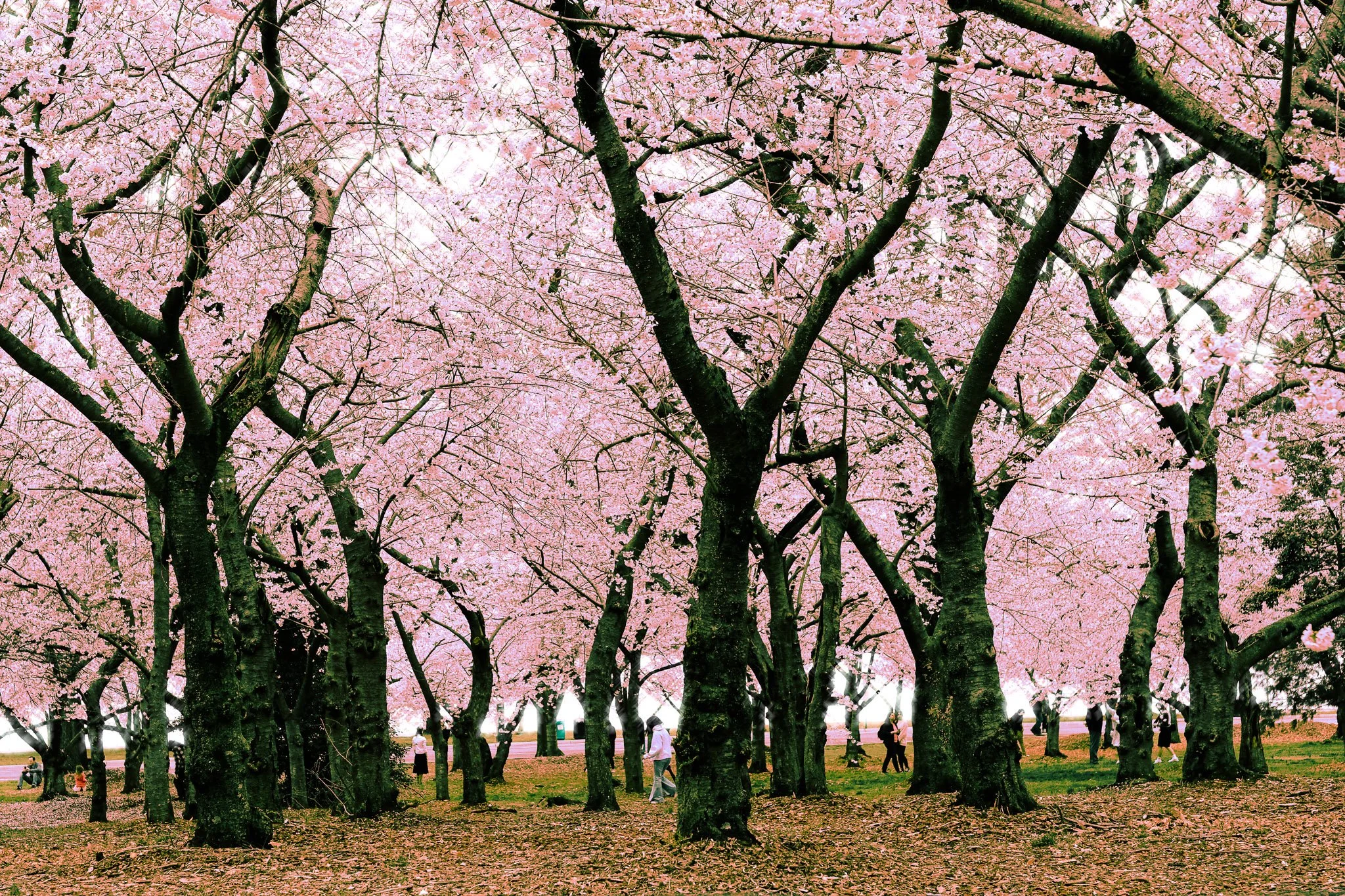 Cherry Blossom (6 of 11).jpg