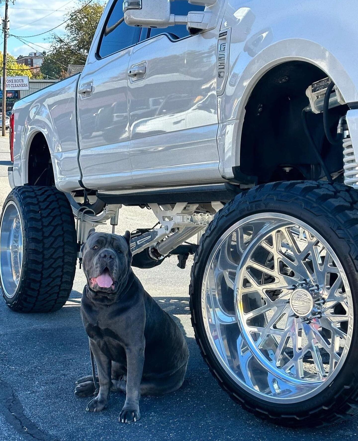 Count the Blessings 🤑

#canecorso #boerboel #dogs #timberwolf #horses #country #canine #lifestyle #blessed