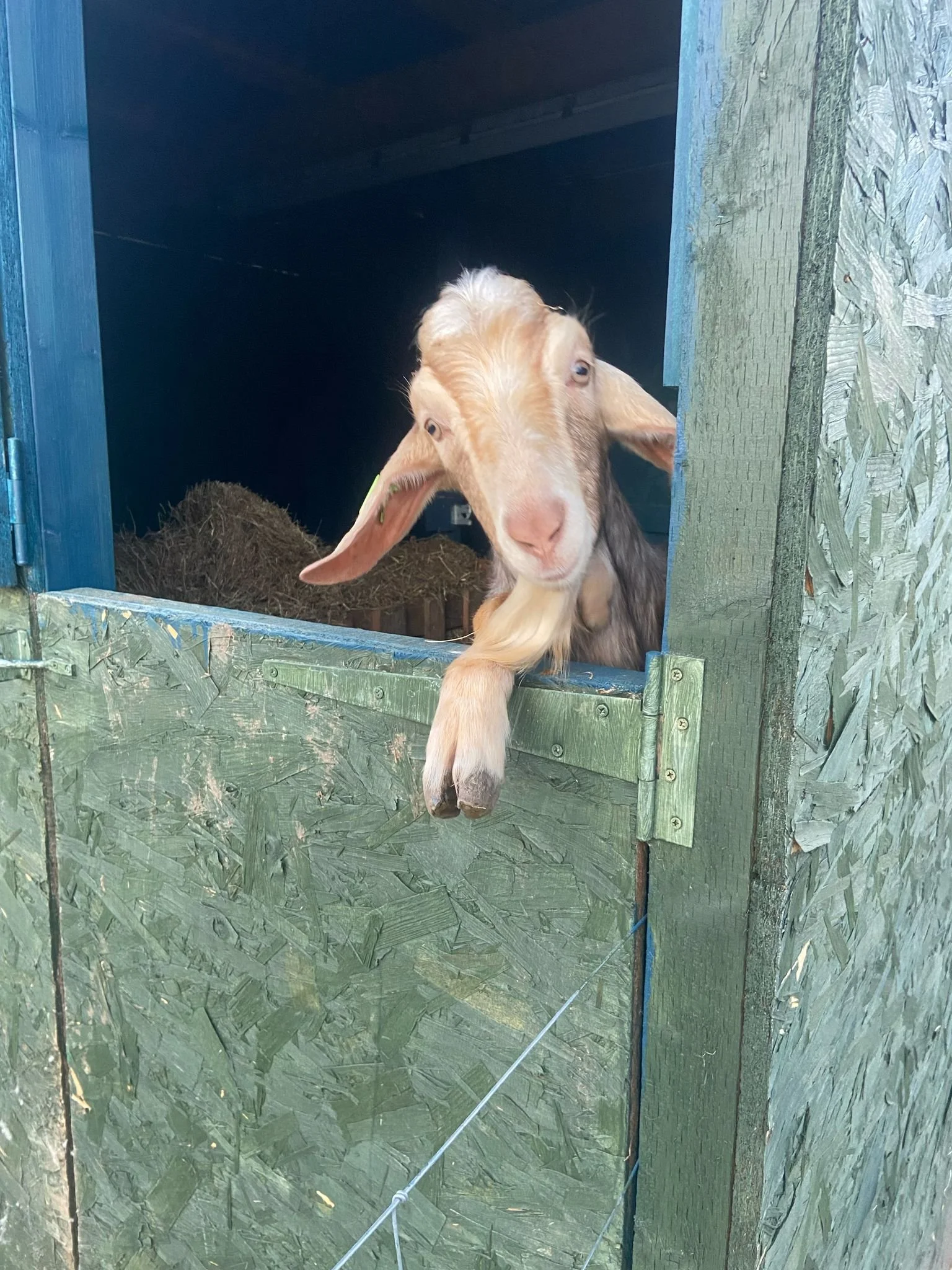 goat friend billy.jpg