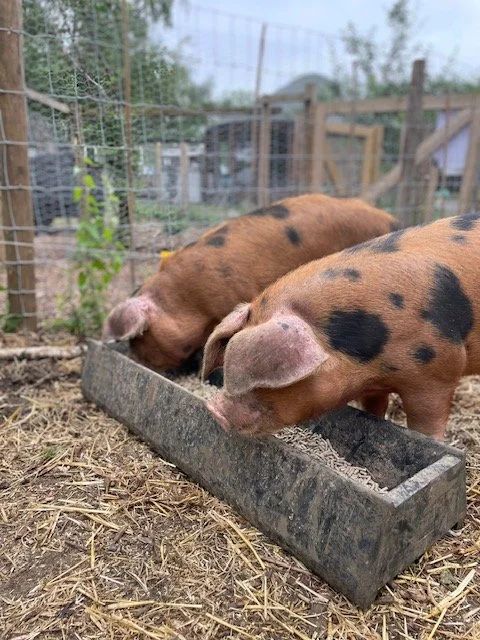 Pigs are coming back to the farm!