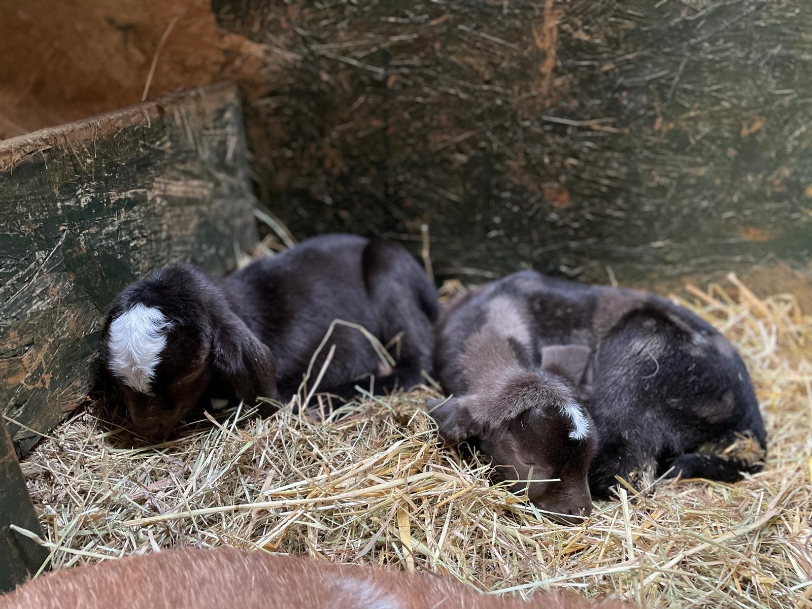 OCF Baby Goats 1.jpg