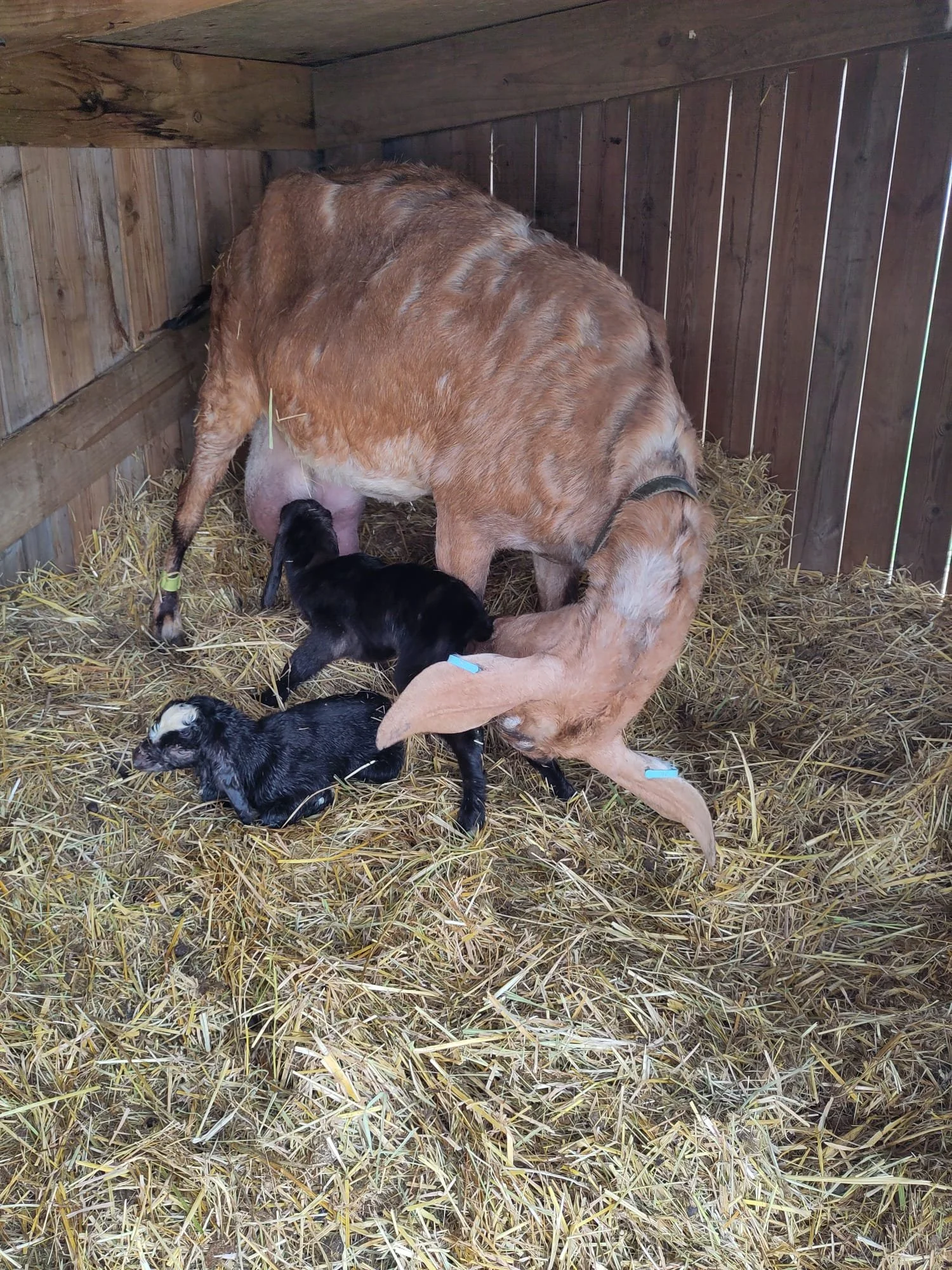 Twin Baby Goats born on Monday morning