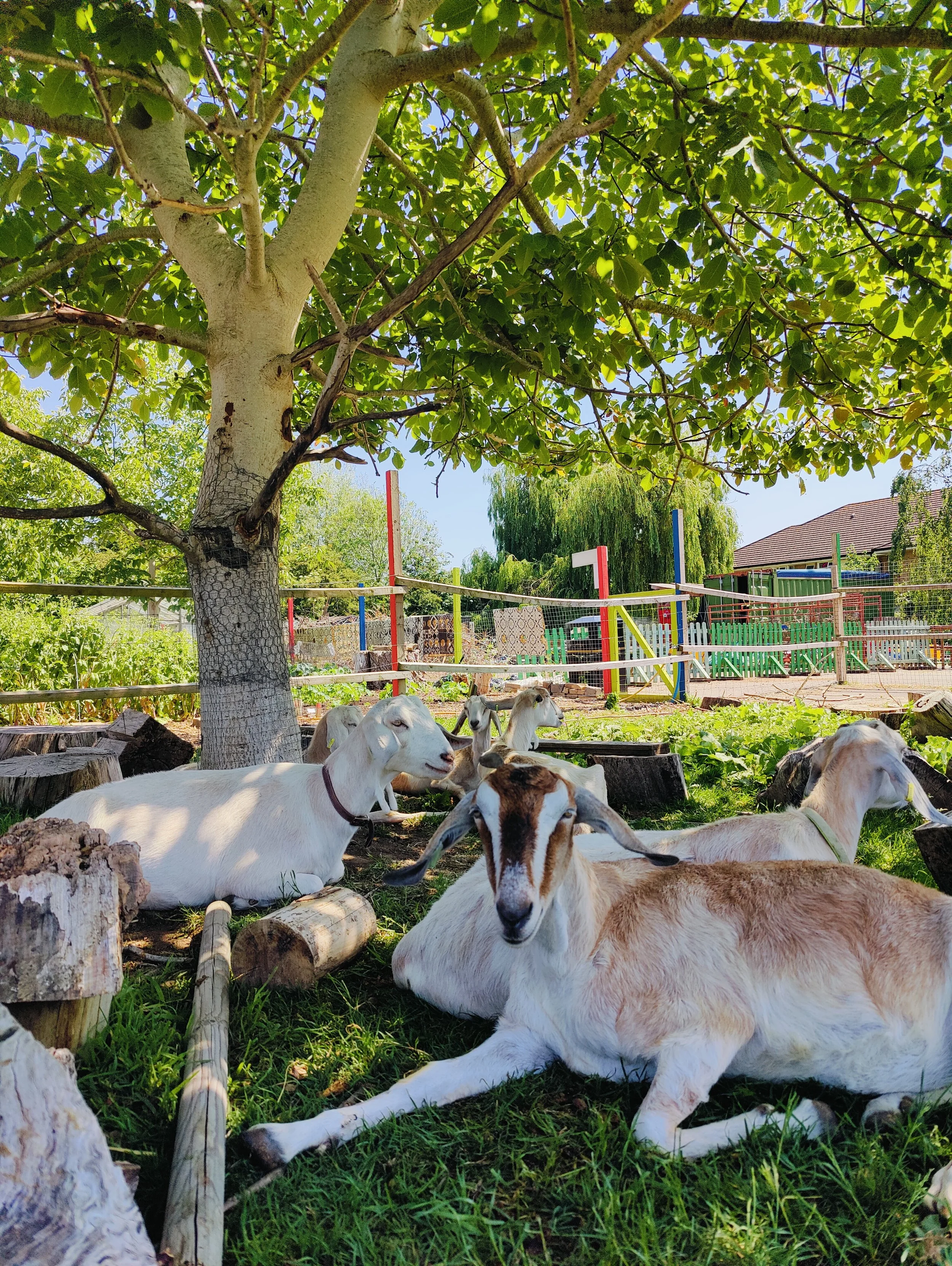 Oxford City Farm Celebrates enhanced Brand the Bus Runner-Up Prize
