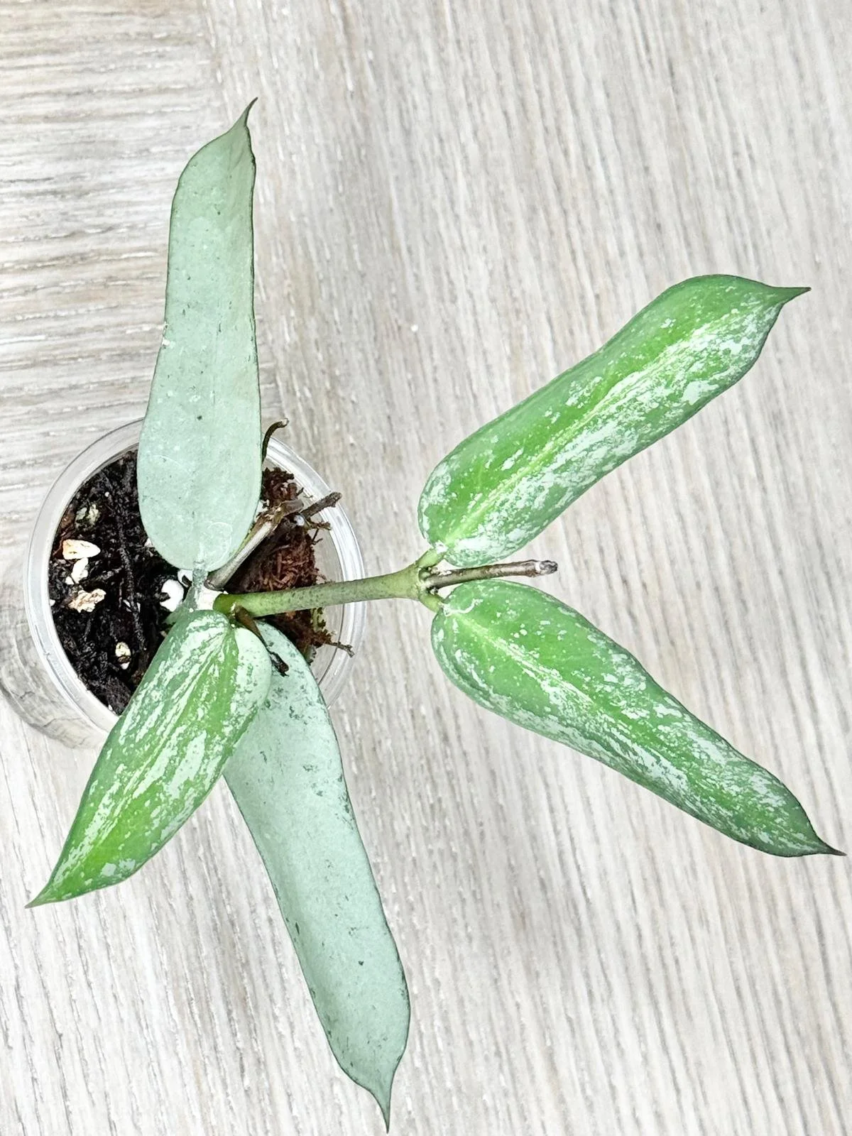 WhatsApp Image 2025-12-05 at 9.31.43 PM (6).jpeg