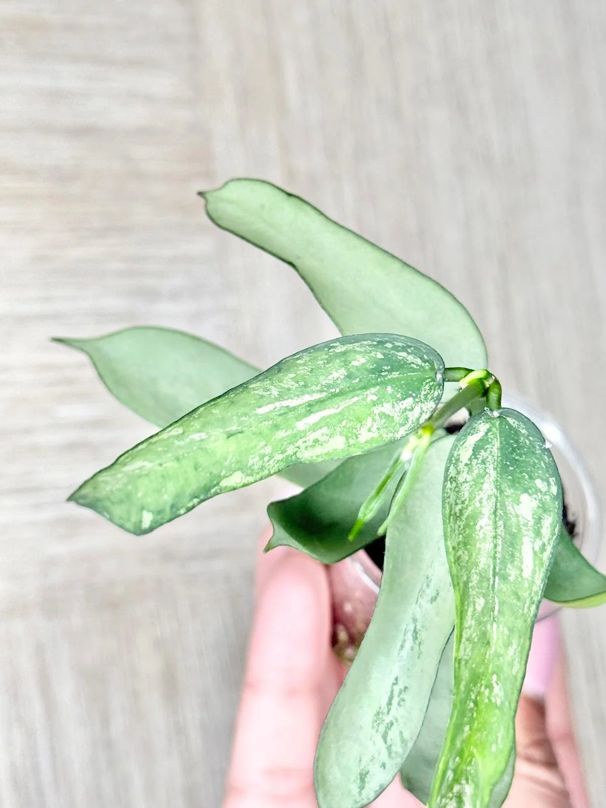 WhatsApp Image 2025-12-05 at 9.31.42 PM (8).jpeg