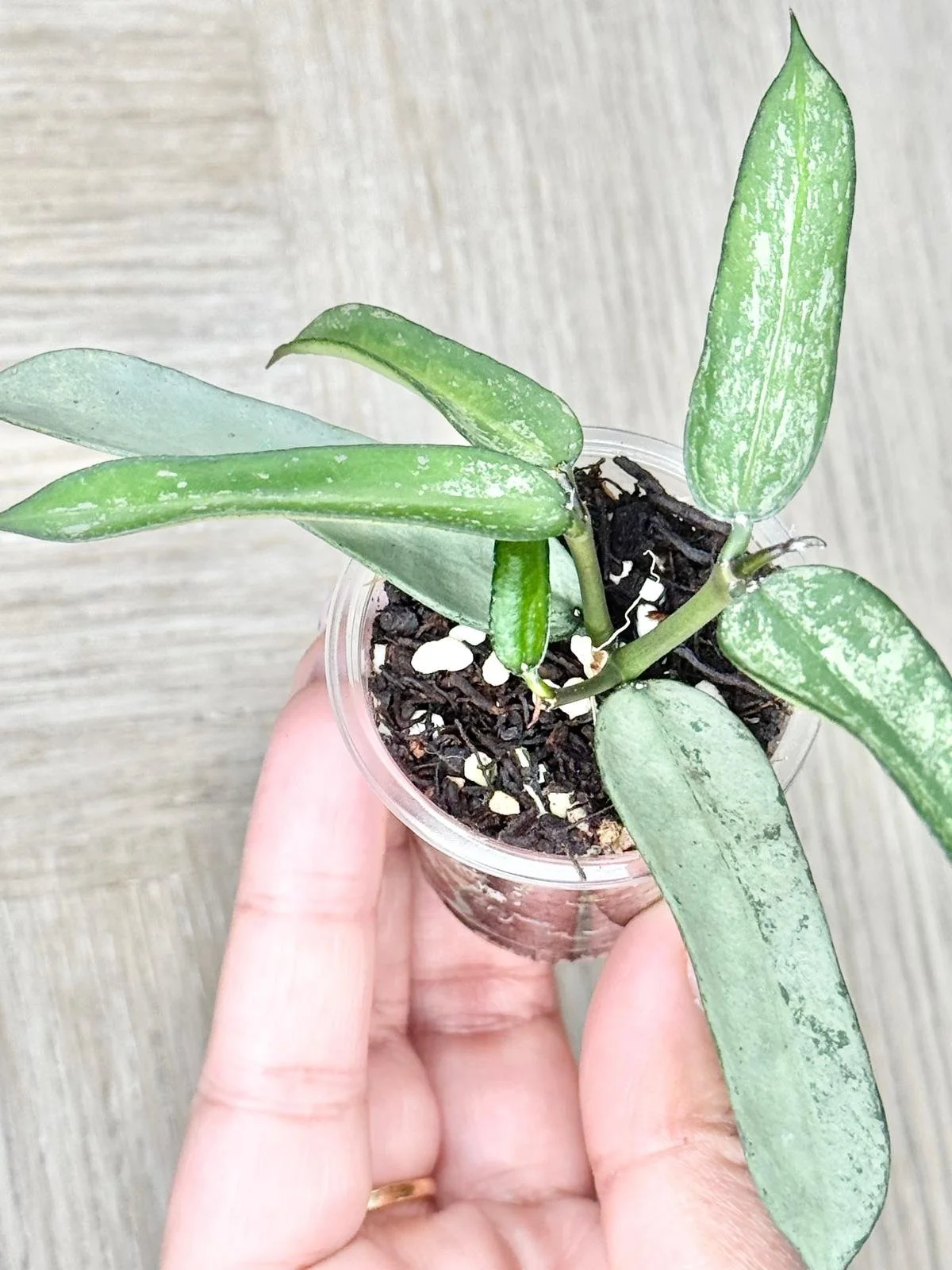 WhatsApp Image 2025-12-05 at 9.31.43 PM (5).jpeg