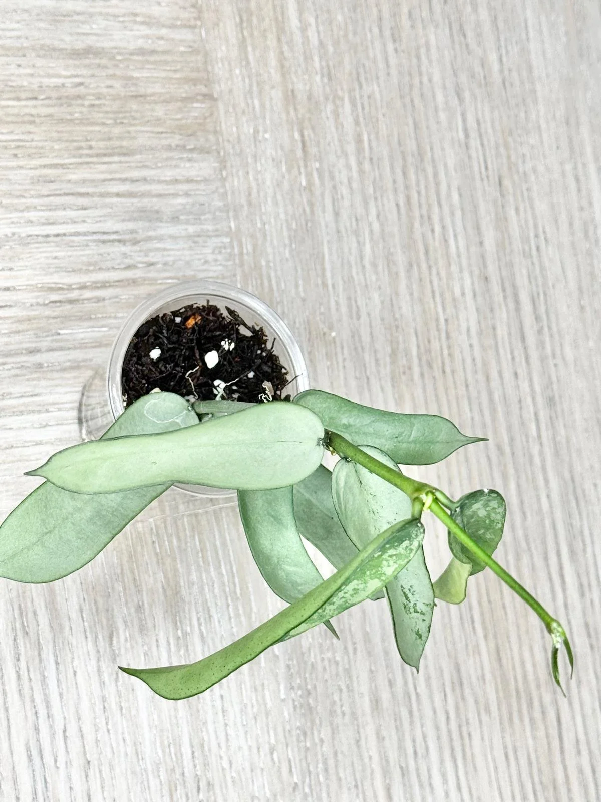 WhatsApp Image 2025-12-05 at 9.31.42 PM (7).jpeg