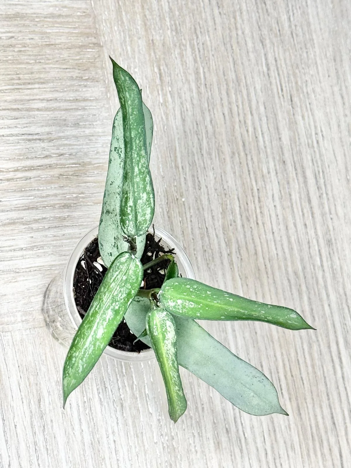 WhatsApp Image 2025-12-05 at 9.31.43 PM (3).jpeg