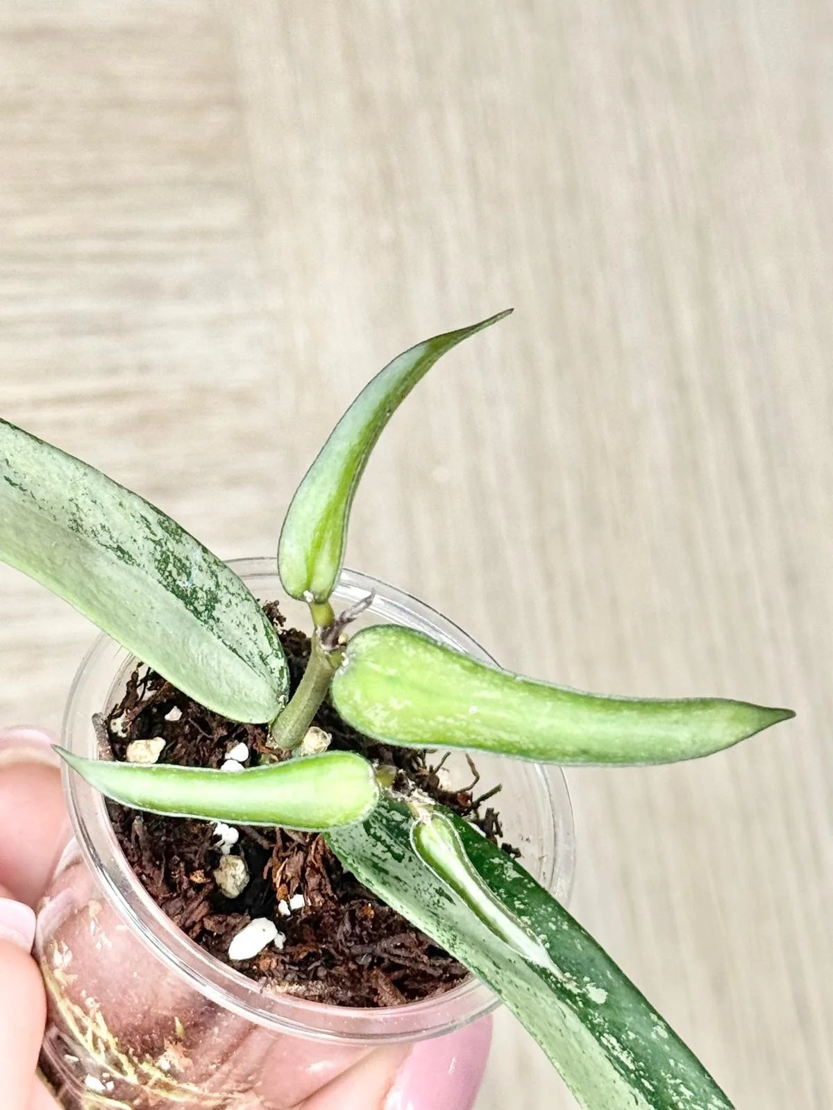 WhatsApp Image 2025-12-05 at 9.31.43 PM (2).jpeg