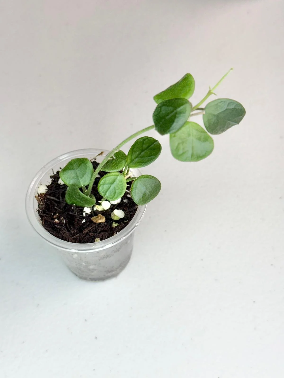 WhatsApp Image 2025-11-10 at 9.04.11 PM.jpeg