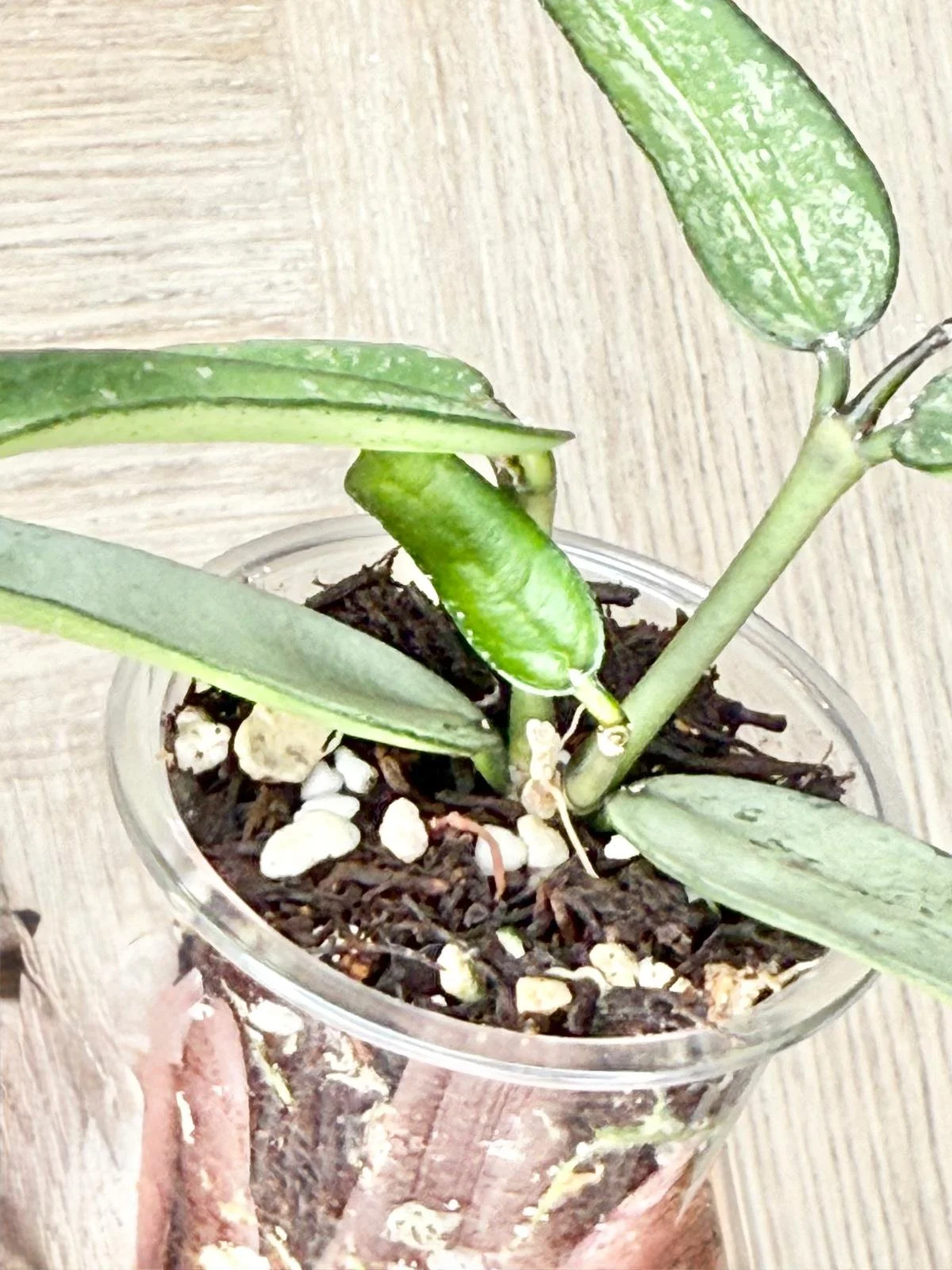 WhatsApp Image 2025-12-05 at 9.31.43 PM (4).jpeg