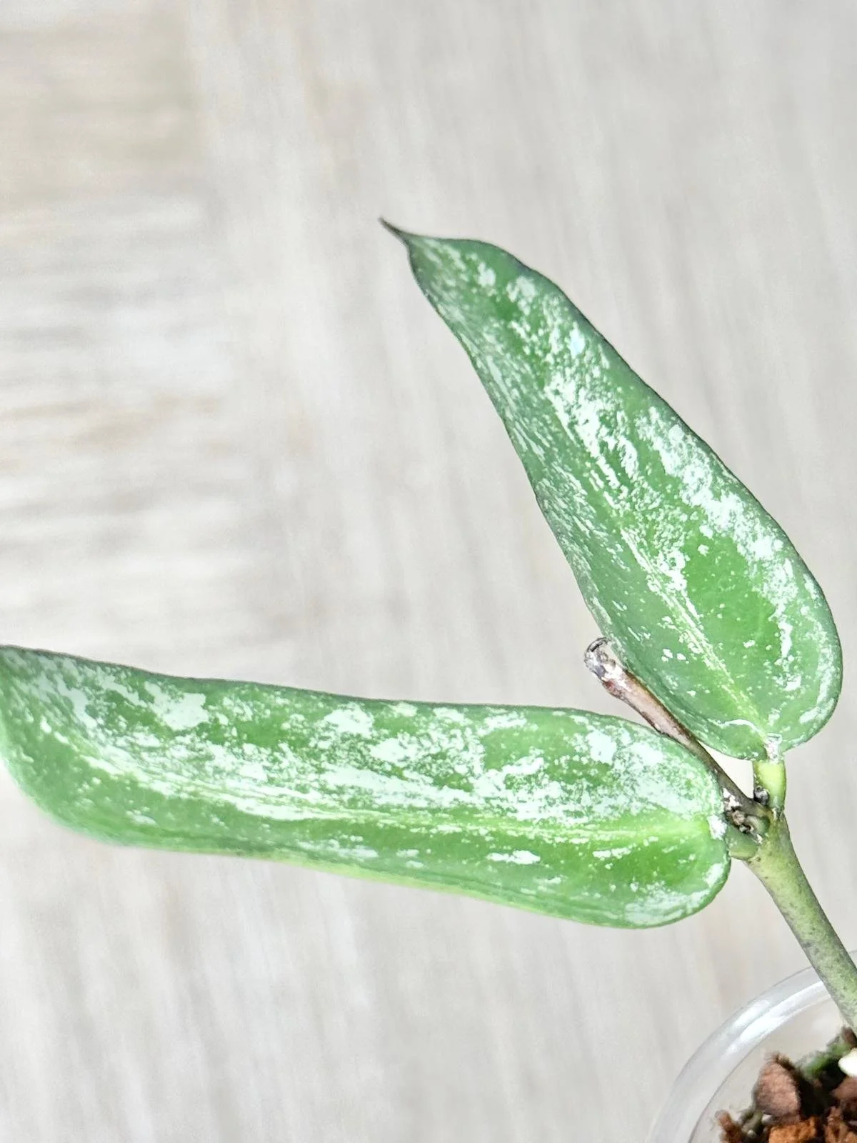 WhatsApp Image 2025-12-05 at 9.31.43 PM (8).jpeg