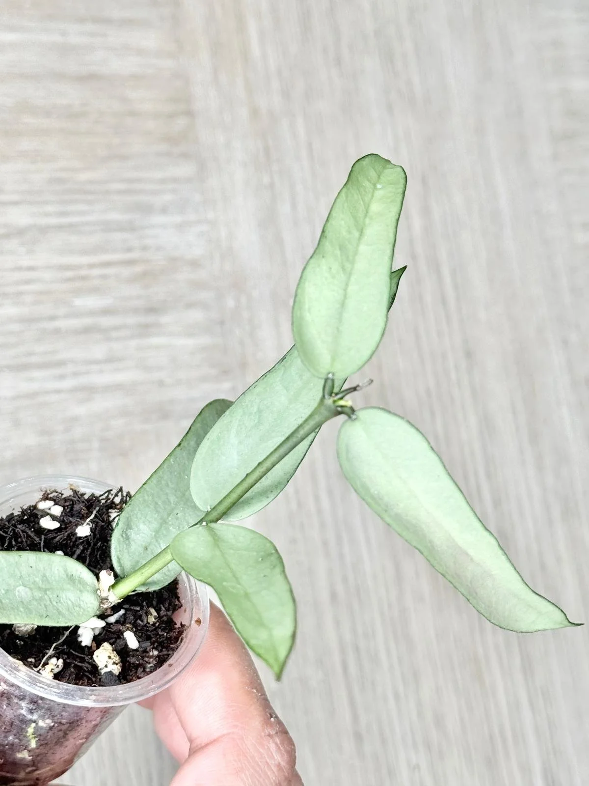 WhatsApp Image 2025-12-05 at 9.31.42 PM (3).jpeg