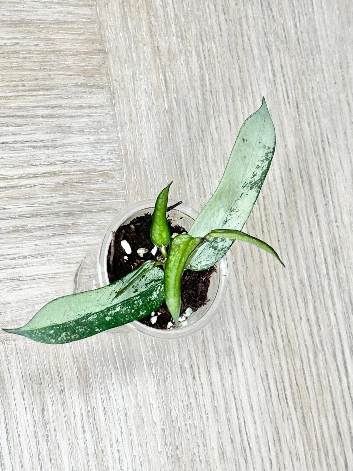 WhatsApp Image 2025-12-05 at 9.31.43 PM (1).jpeg