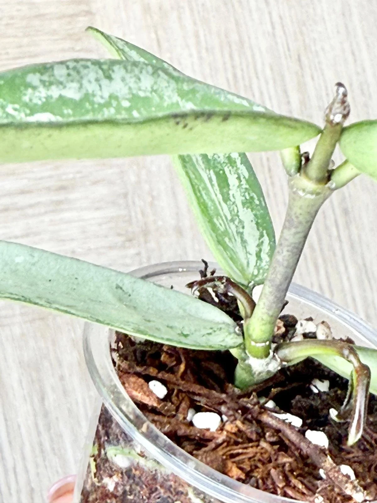 WhatsApp Image 2025-12-05 at 9.31.43 PM (7).jpeg