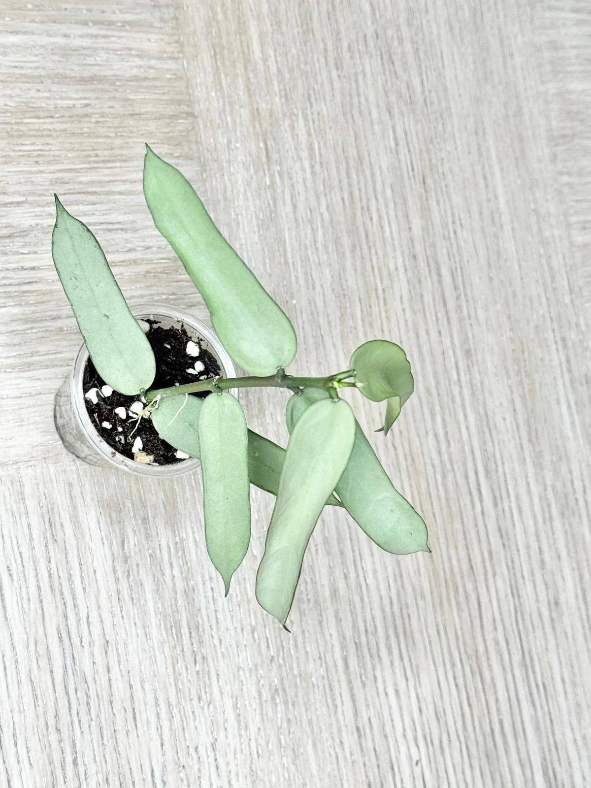 WhatsApp Image 2025-12-05 at 9.31.42 PM (4).jpeg